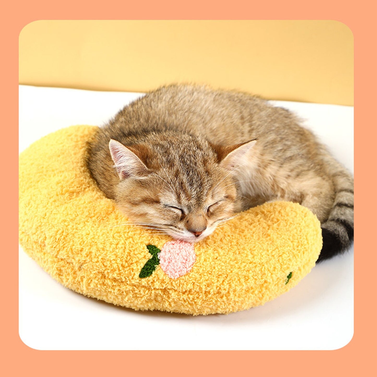 Softykitten