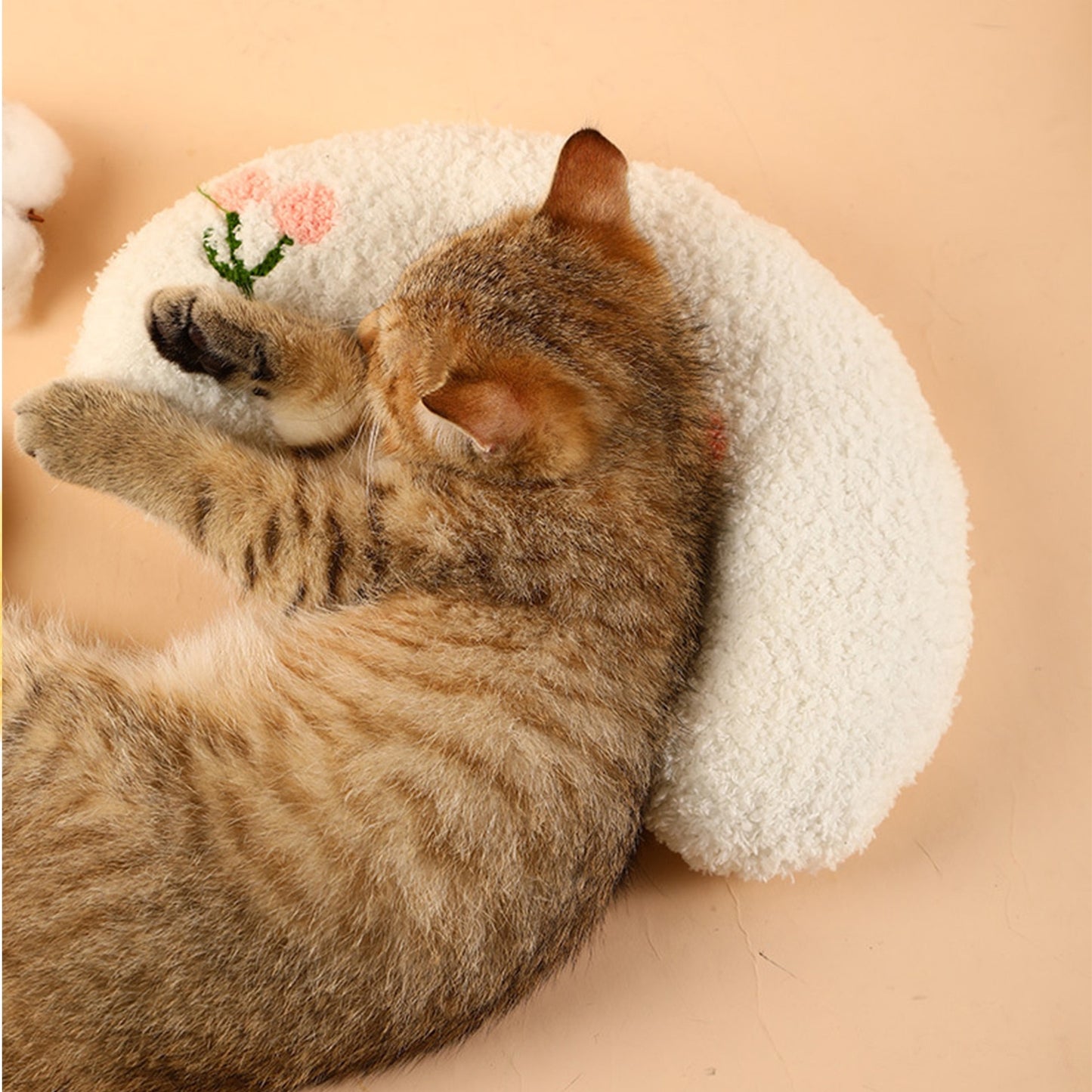 Softykitten